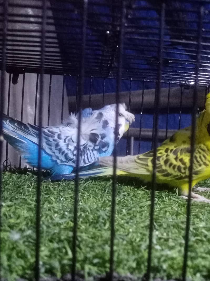 Undersize Hogoromo 0