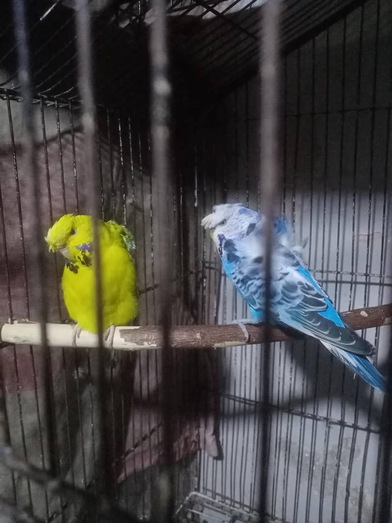 Undersize Hogoromo 2