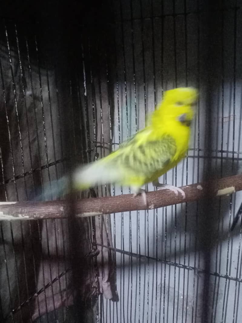 Undersize Hogoromo 4