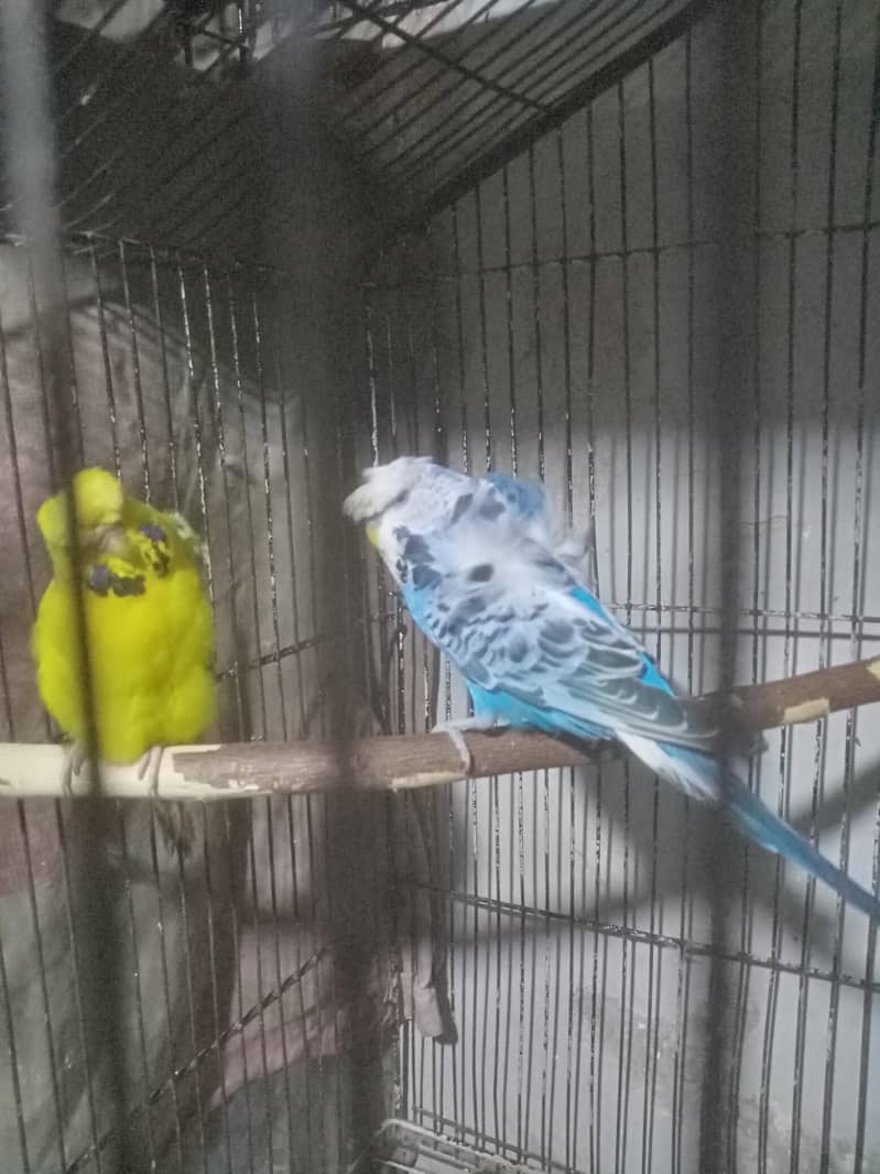 Undersize Hogoromo 5