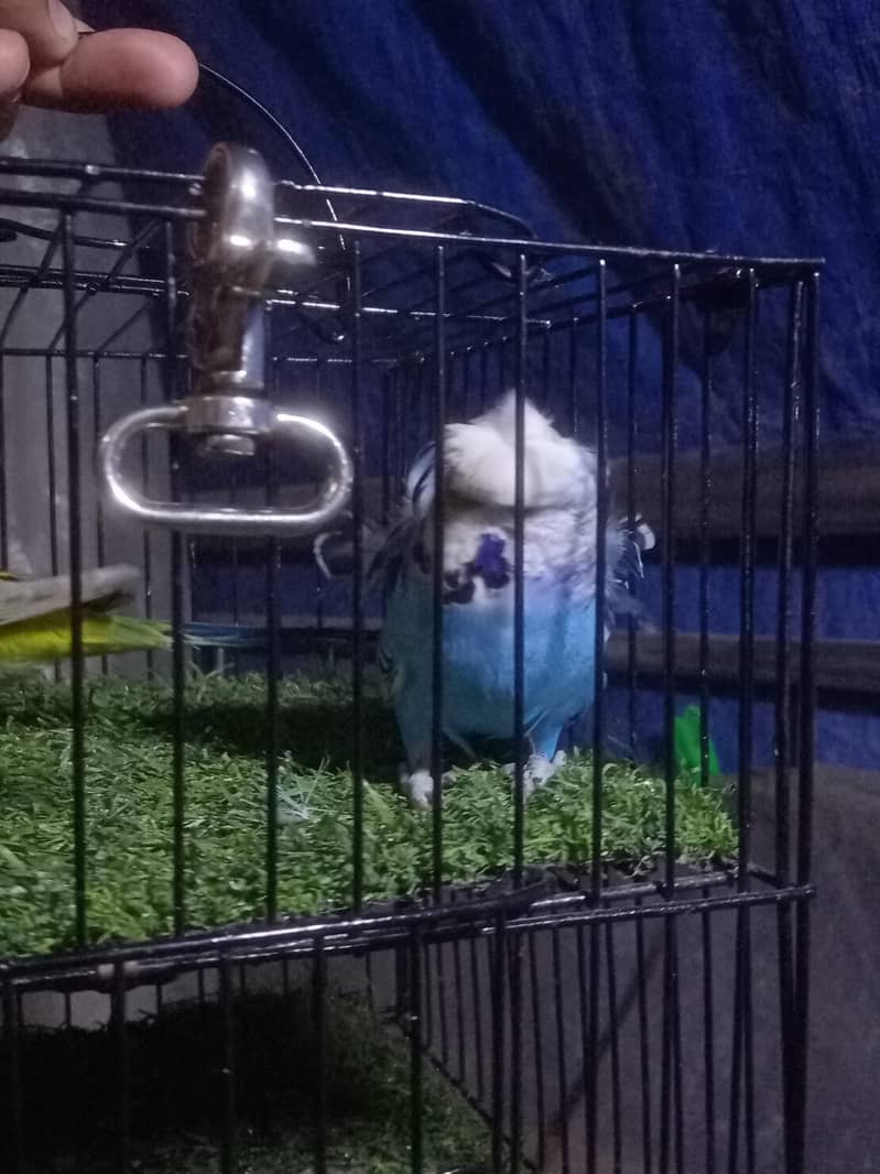 Undersize Hogoromo 7