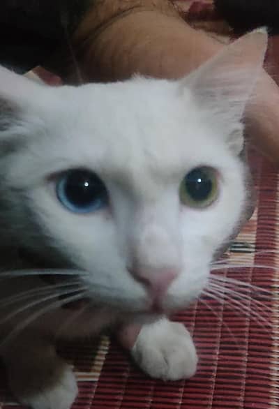 Cat blue and black eye