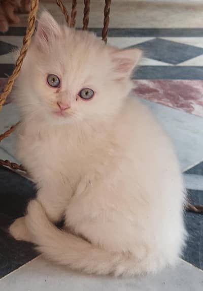 white Persian cat