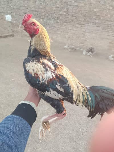 Aseel Murga For Sale