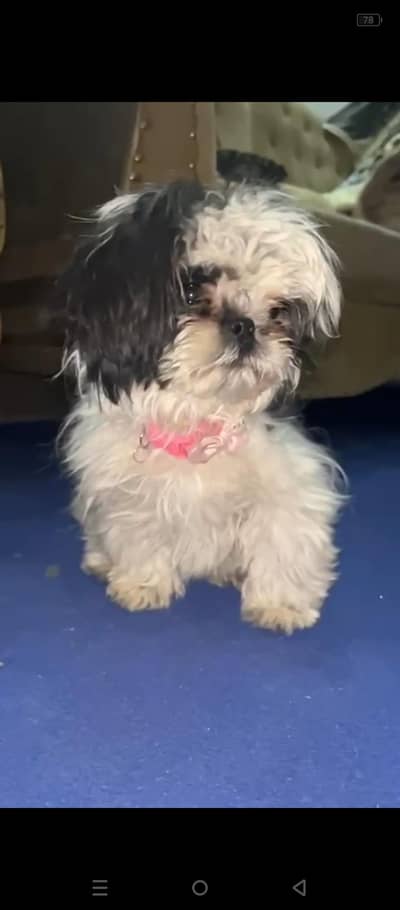 female puppy hn 3 month age