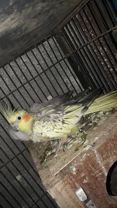 ino red eyes pair and v pide male or creameno female pair