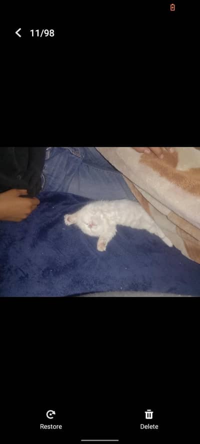 Persian cat for sell