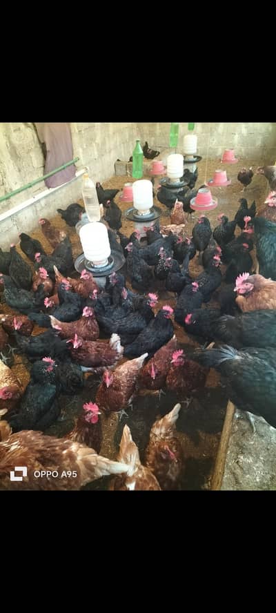 Lohman Brown & Black / egg laying Hens / german breed