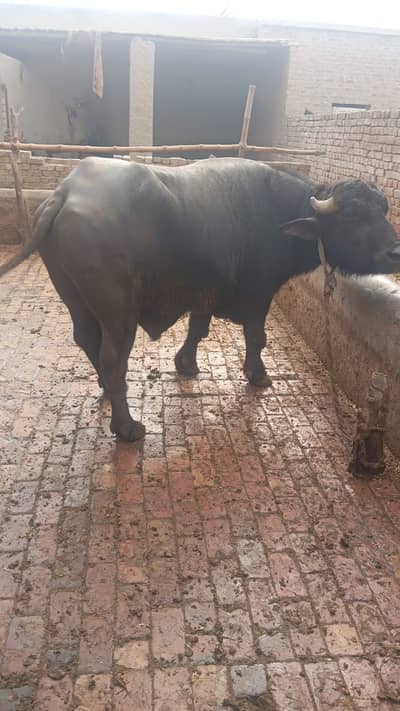 مالی فار سیل۔ وزن 8 من۔  نسل نیلی راوی