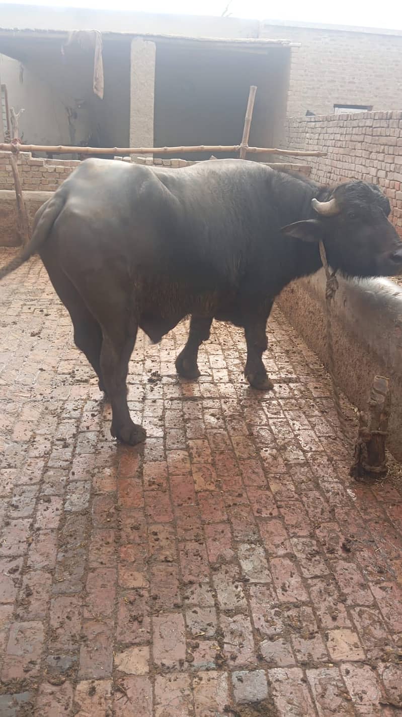 مالی فار سیل۔ وزن 8 من۔  نسل نیلی راوی 0