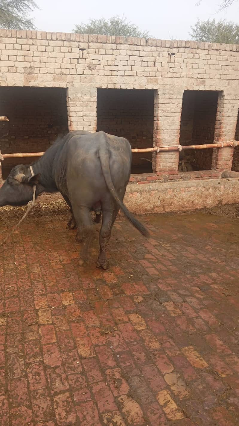 مالی فار سیل۔ وزن 8 من۔  نسل نیلی راوی 1