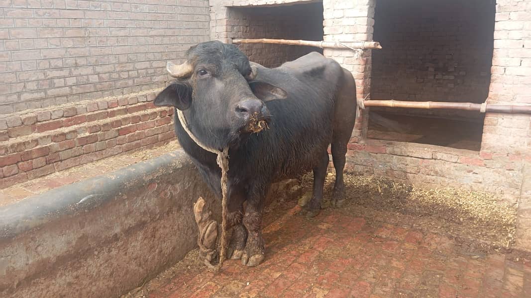 مالی فار سیل۔ وزن 8 من۔  نسل نیلی راوی 2