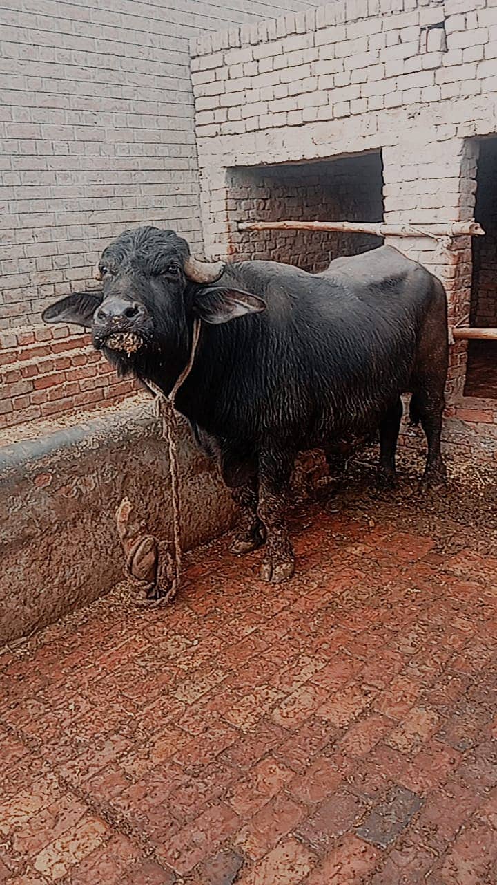 مالی فار سیل۔ وزن 8 من۔  نسل نیلی راوی 3