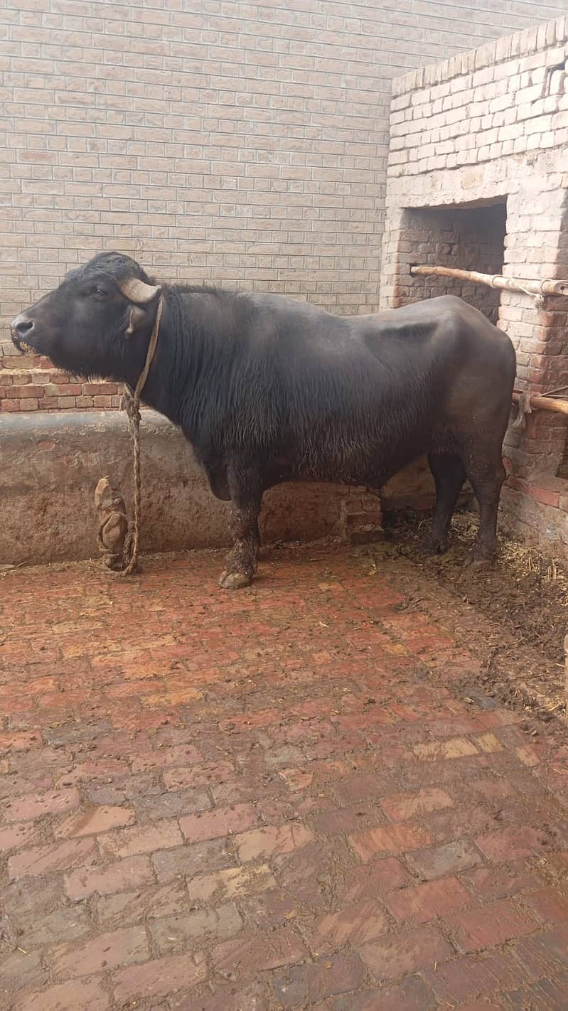 مالی فار سیل۔ وزن 8 من۔  نسل نیلی راوی 4