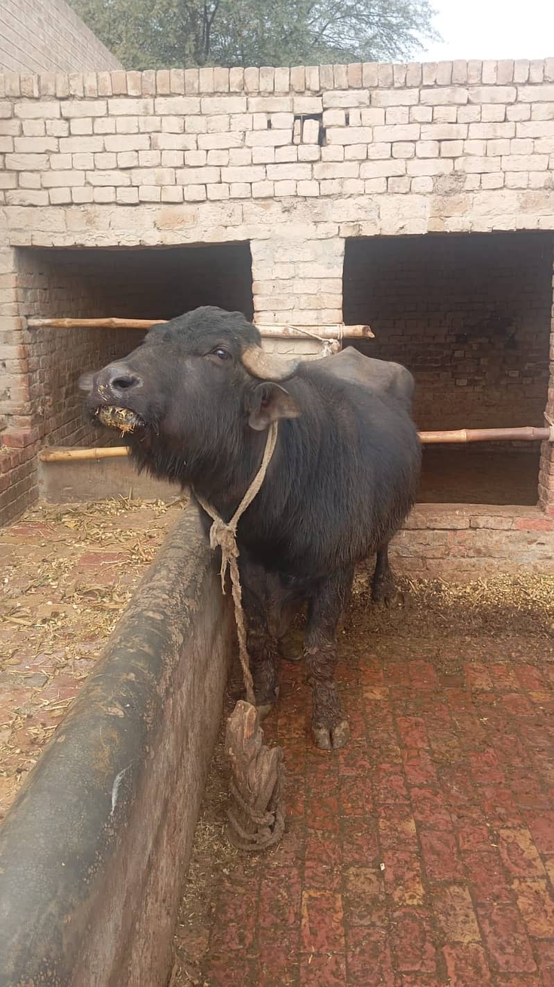 مالی فار سیل۔ وزن 8 من۔  نسل نیلی راوی 5