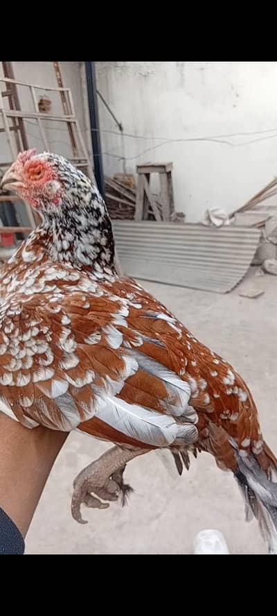 mianwali amrohi madi for sale