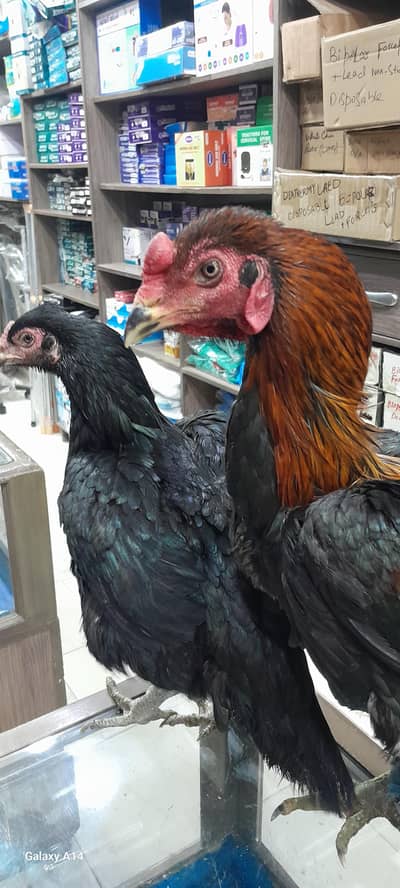 Thai male female pair