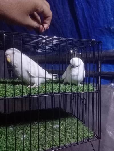 King - Undersize Pair