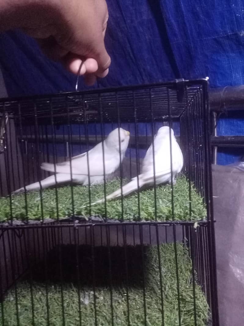 King - Undersize Pair 5