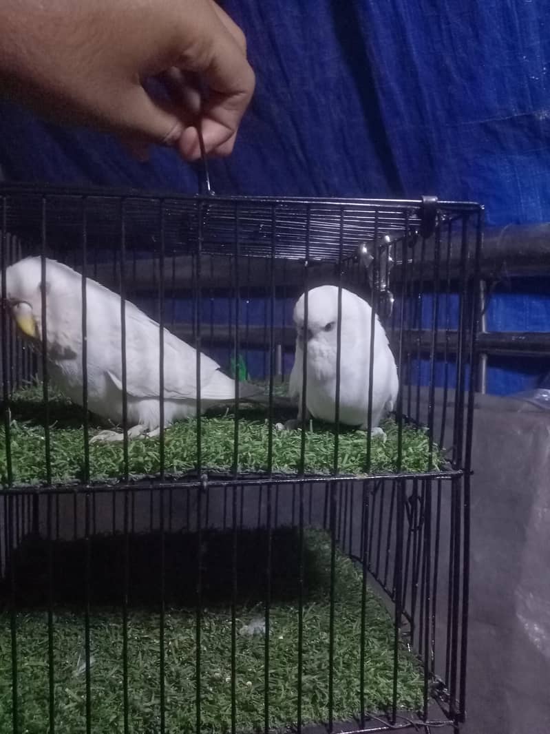 King - Undersize Pair 6