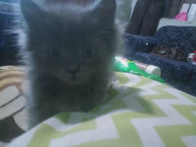 kitten gray