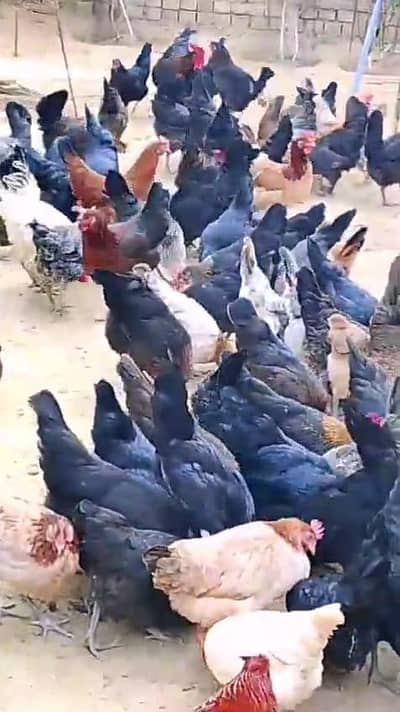 0:3:2:2:5;3!0"8_4_4_8.0!3!3!5!5!8!1!0!9!7!7