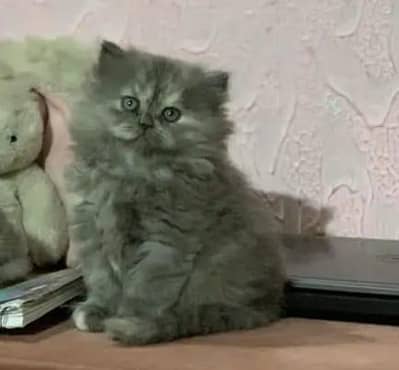 extreme quality female kitten for sale!