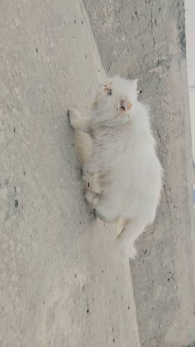 Blue eyes X panch face cat.  breder