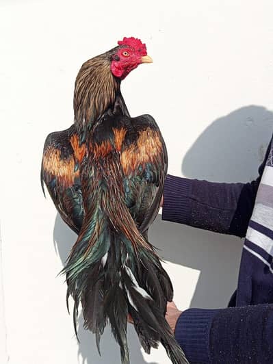 sawa mushka breeder forsale.