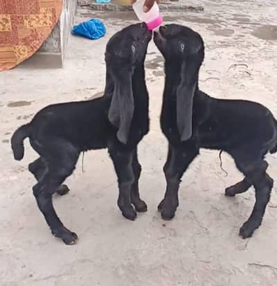 ماشاءاللہ ڈبل ہڈی میں بریڈر کوالٹی نر جوڑا امرت سری بیتل میں