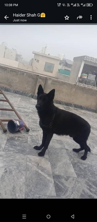 Gsd dog for sale