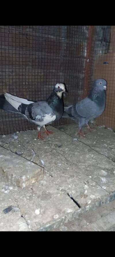 kamger + dabaz pair for sale 0301 9642309