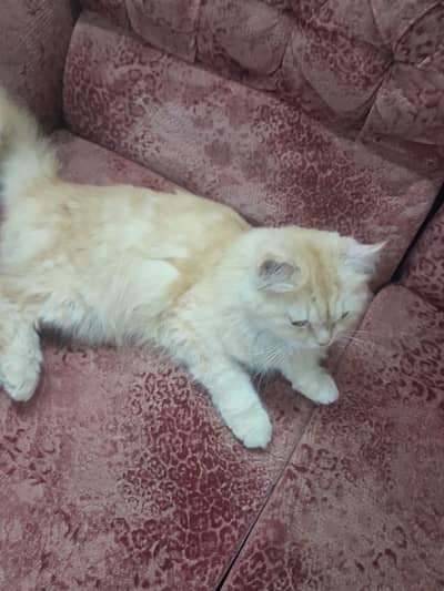 Two Female Adult Cats