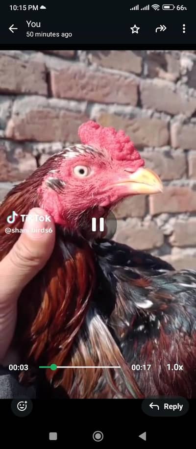 Cheena Murga for sale