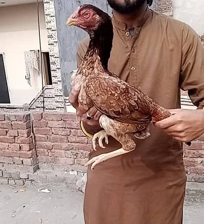 Pure aseel breeder Madi long height