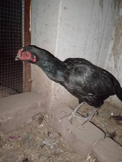 aseel murgi 4 ande diye Hain