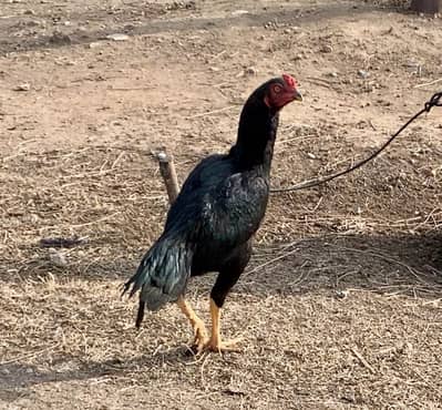 High quality muska ptha for sale price 8000