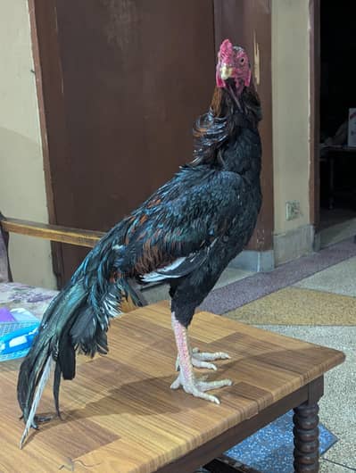 aseel and dasi murgha or murgi andy dana wali