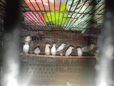 java self pathy for sale