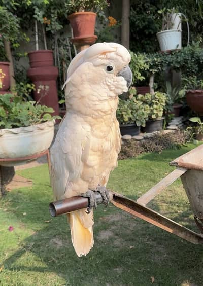 Moluccan Cockatoo Female