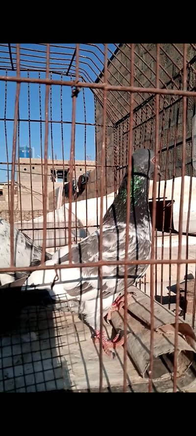 pair hi sell karn ha.