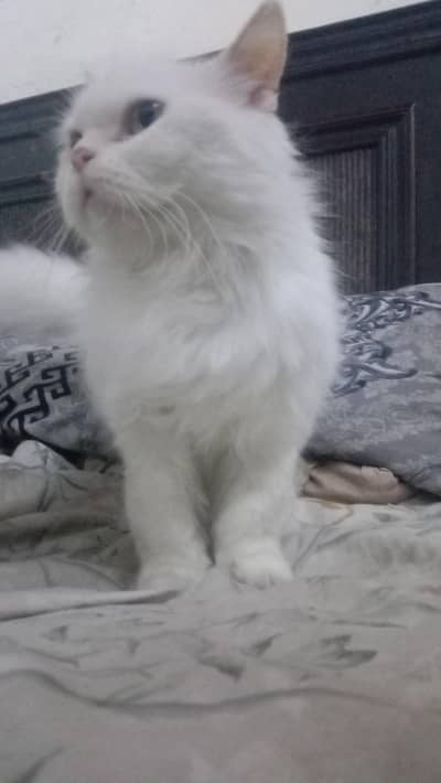 Sami Punch face female cat