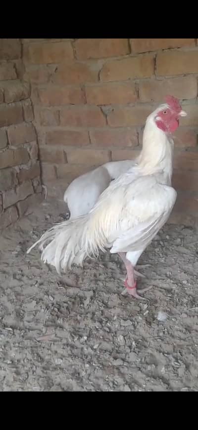 03247054686 Whatsapp and call Aseel 1 murga or 2 murgian available han