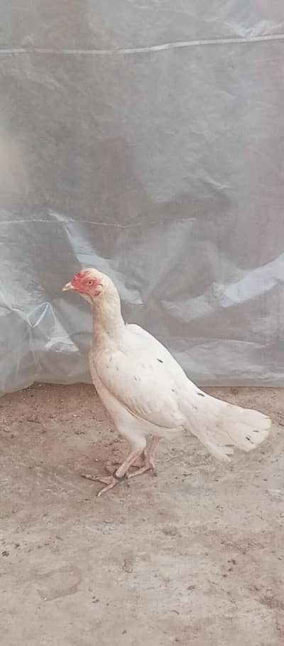 White Aseel madi (jawa)