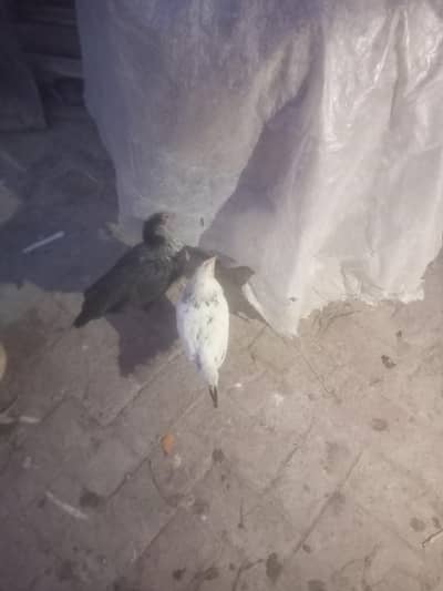 1 seel 5 golden misri