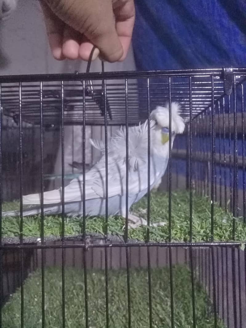 Undersize Hogoromo 1