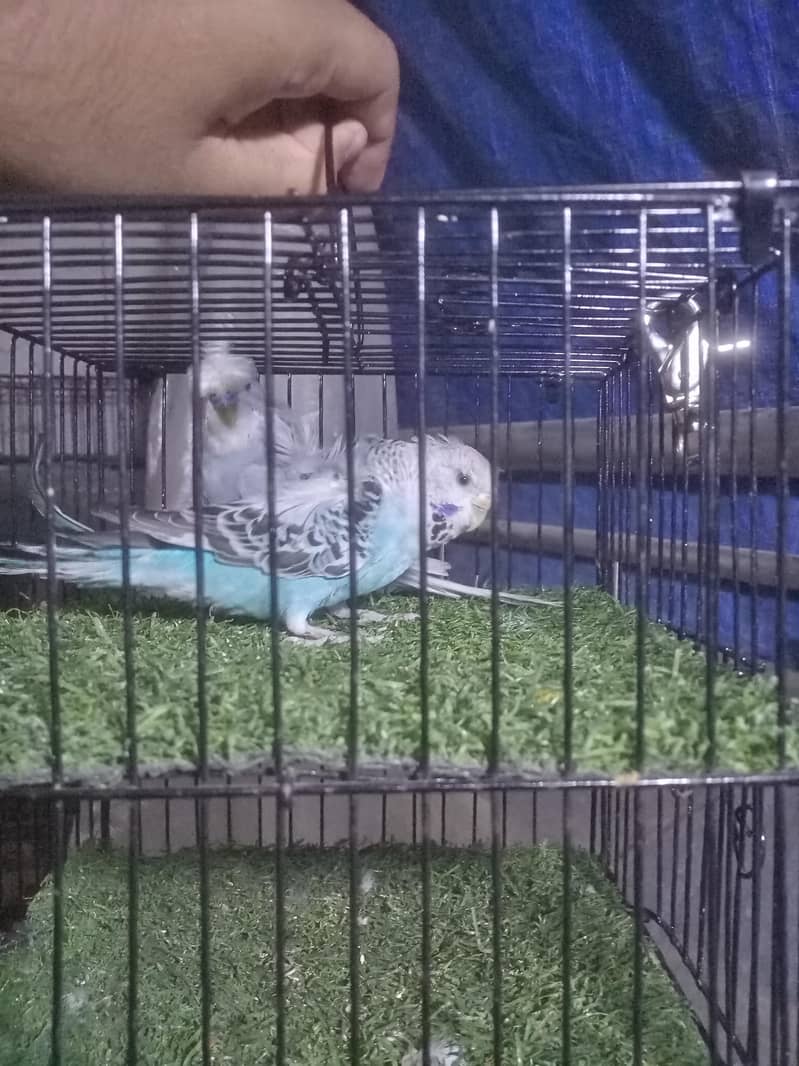 Undersize Hogoromo 11