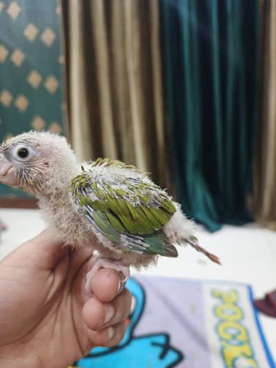 love bird and conure chick