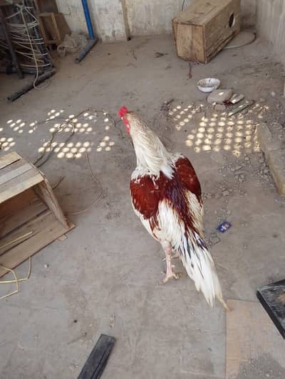 khubsurat murga  aseel