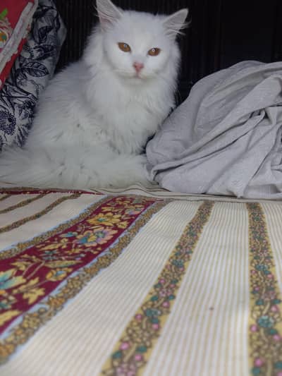 Female Persian cat triple coated for sale